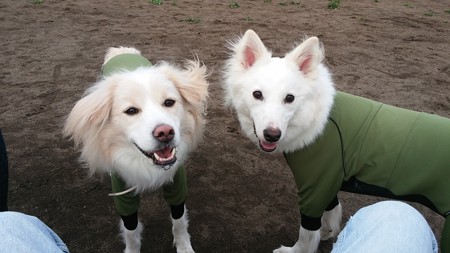 鶴千代と小松「ドッグラン最高～！！」