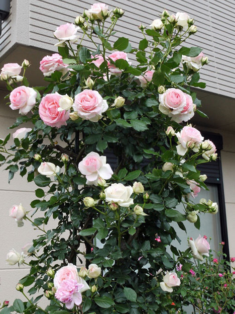 遅咲きの薔薇の開花 イエスタデイ母娘 私のバラに逢いたくて