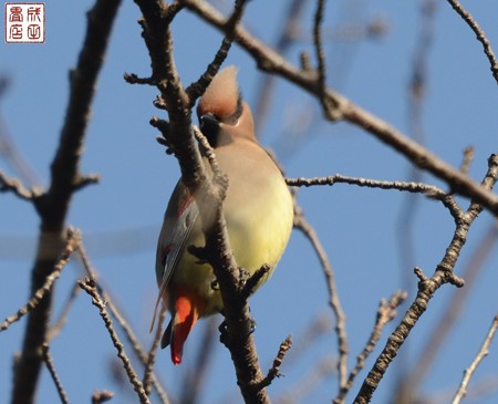 ヒレンジャク02