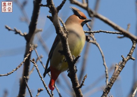 ヒレンジャク03