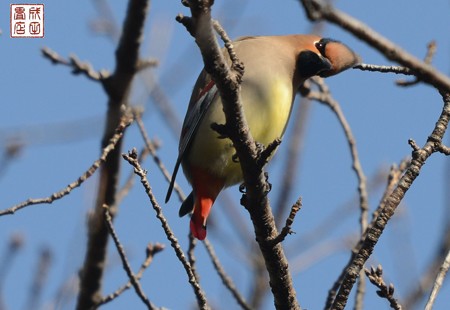 ヒレンジャク04