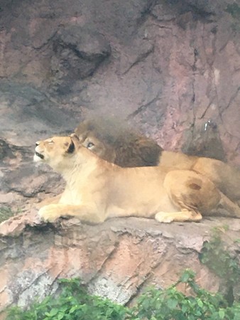 7月25日は東山のライオン「サン」と私の誕生日37