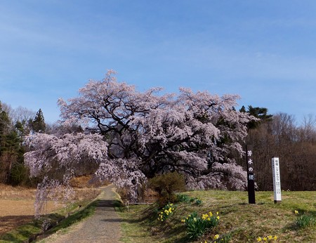 芳水の桜 18 福島県福島市 縄文人 たがめ の格安 弾丸 海外旅行 ２