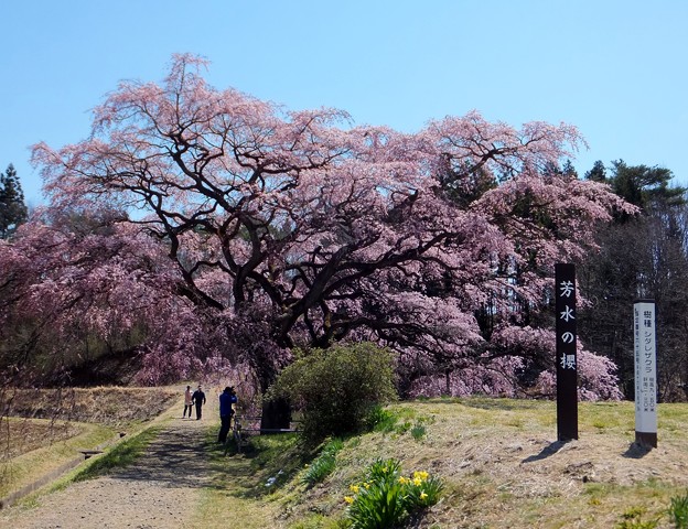 芳水の桜 19 福島県福島市 縄文人 たがめ の格安 弾丸 海外旅行 ２