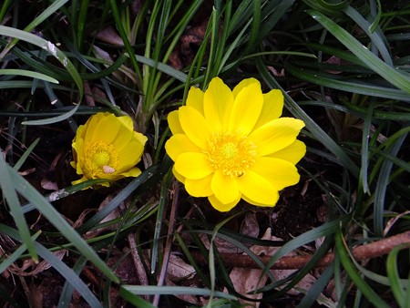 DSCF8663　福寿草