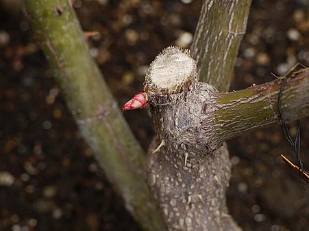 バラの新芽が枯れる 昨日のご質問 私のバラに逢いたくて