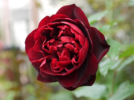 甘い香り 赤黒色のフランシス ドゥ ブリュウイ 私のバラに逢いたくて