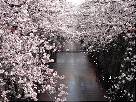 桜 目黒川の桜 太鼓橋 池尻大橋 縄文人 たがめ の格安 弾丸 海外旅行 ２