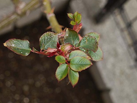 バラの新芽が枯れる 昨日のご質問 私のバラに逢いたくて