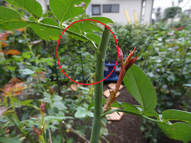 バラの秋剪定後の切り戻し 芽かき 切り詰め 初蕾 未剪定の開花 私のバラに逢いたくて