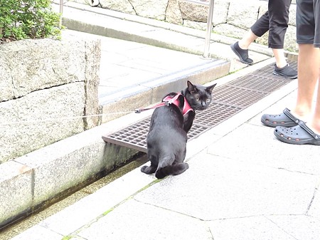 チャンプ長浜へ行く9