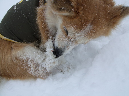 雪だらけ～