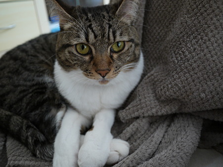 子猫っぽく