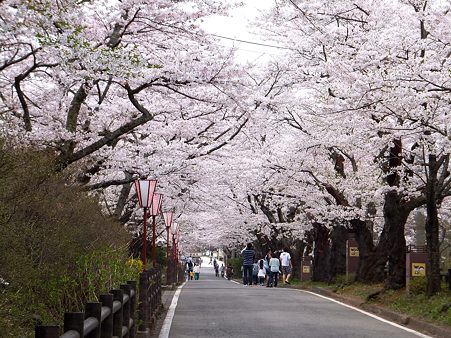 桜 ソメイヨシノ 岳温泉 福島県二本松市 4 30 縄文人 たがめ の格安 弾丸 海外旅行 ２