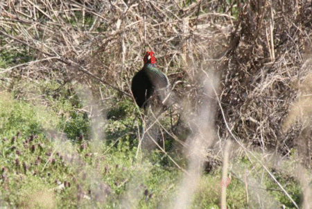 雉のホロ打ちGIFアニメ