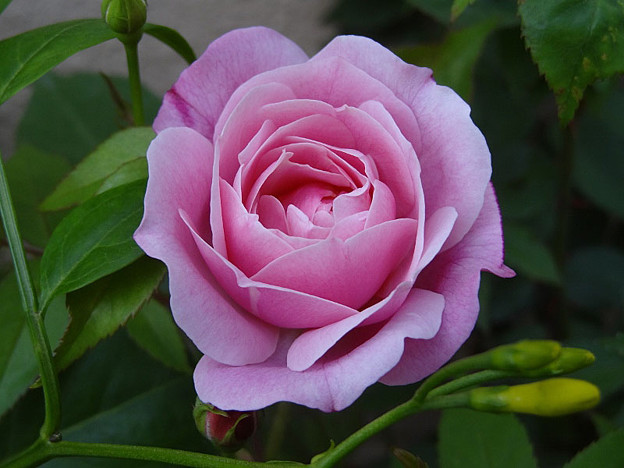 バラの開花が始まる 実生苗の花姿 私のバラに逢いたくて