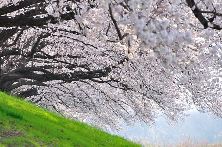 八幡市 背割堤の桜並木