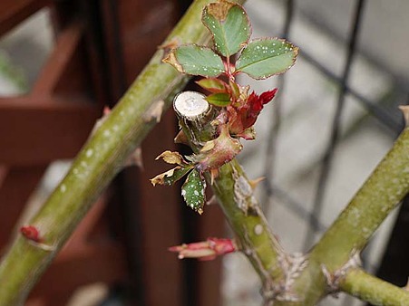 バラの新芽が枯れる 昨日のご質問 私のバラに逢いたくて