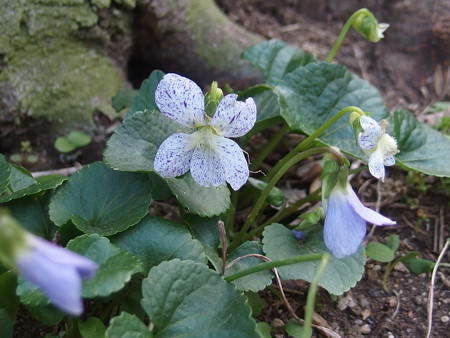 P4150467