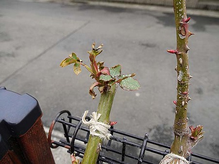 バラの新芽が枯れる 昨日のご質問 私のバラに逢いたくて