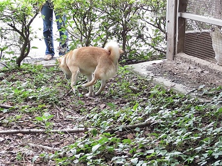 成田ふれあい牧場7