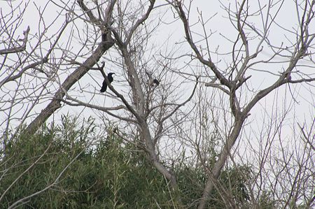 釣り糸の絡んだハト2