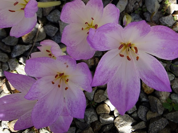 イヌサフラン 庭の花 縄文人 たがめ の格安 弾丸 海外旅行 ２