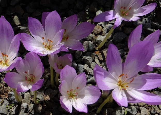 イヌサフラン 庭の花 縄文人 たがめ の格安 弾丸 海外旅行 ２