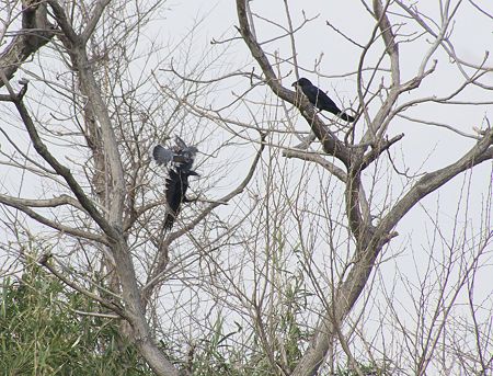釣り糸の絡んだハト11