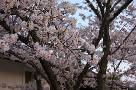 桜咲く