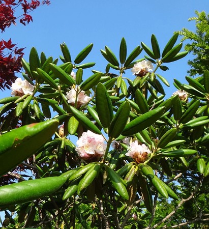 シャクナゲは葉に毒がある有毒植物です 定年退職したオジンの日々 アレコレ日記