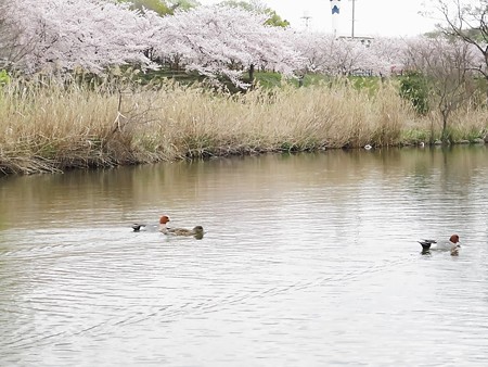 打上川治水緑地10