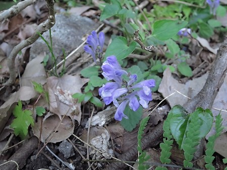 あいきょうの森15