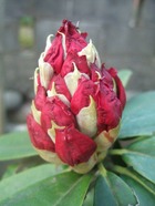 2009_0410071003tonai0026