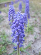 2009_0410071003tonai0035