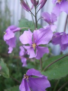 2009_0410071003tonai0043