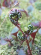 2009_0410071003tonai0045