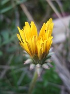 2009_0410071003tonai0047