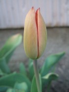 2009_0410071003tonai0051