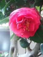 2009_0410071003tonai0065