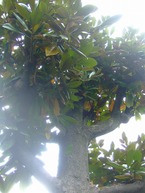 2009_0422071003tonai0032