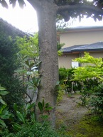 2009_0422071003tonai0035