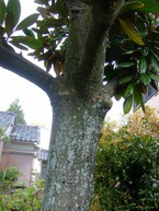 2009_0423071003tonai0006