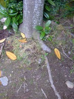 2009_0423071003tonai0007