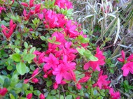 2009_0423071003tonai0010