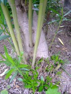 2009_0605071003tonai0014