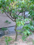 2009_0612071003tonai0037