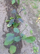 2009_0613071003tonai0012