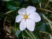 2009_0613071003tonai0015