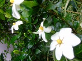 2009_0614071003tonai0007